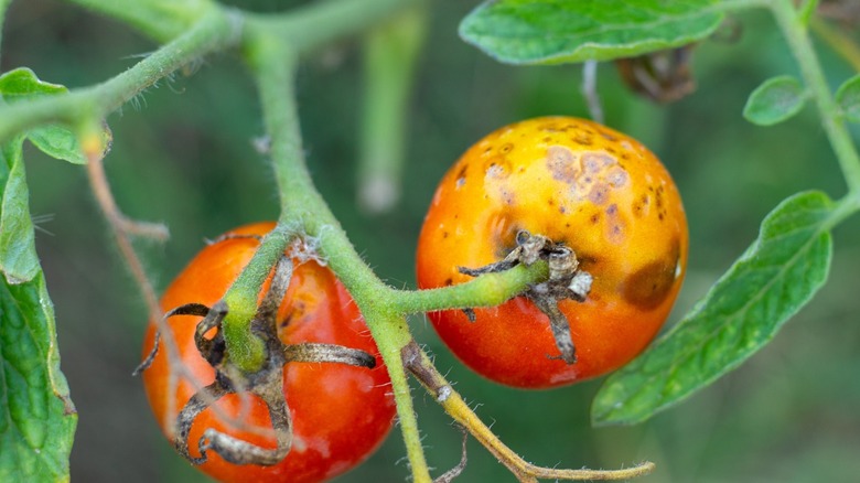 Tomatoes affected by blight grow on the bush.