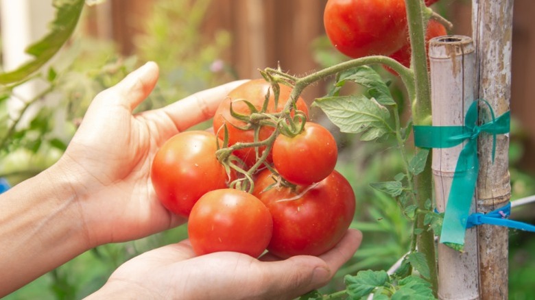 Hands holding a cluster of tomatoes ripe on vine branches supported by bamboo stakes.