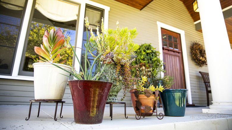 Plants on a front porch.