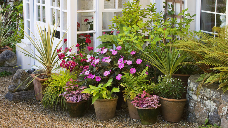 Potted plants clustered together to protect against frost.