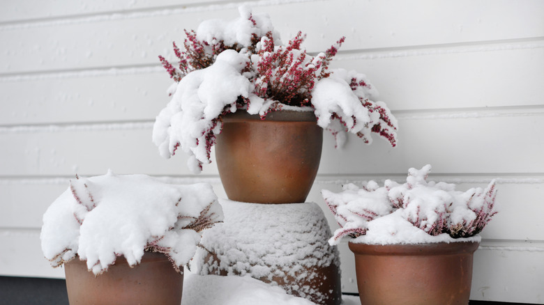 A potted flowering plant is covered in snow.