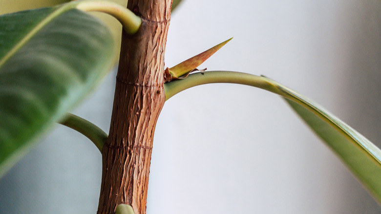 New branch growing on rubber tree