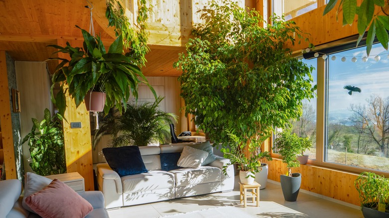Sunlight filled room with full, bushy houseplants