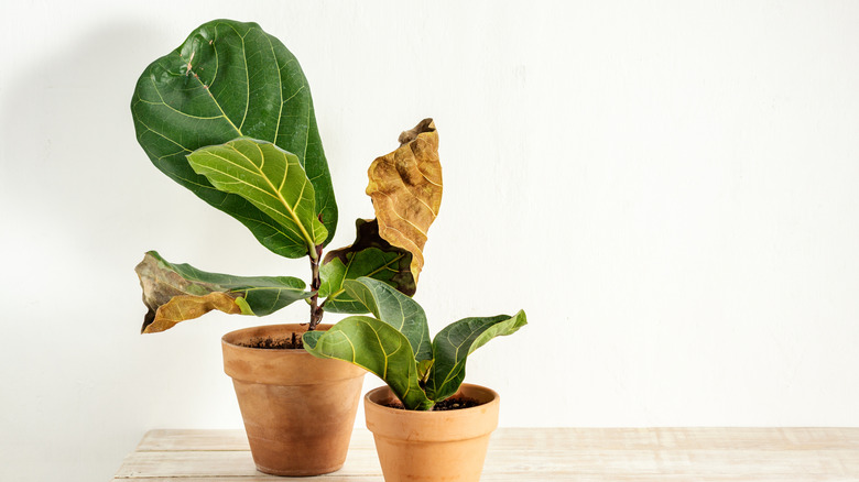 Fiddle leaf fig with withering leaves