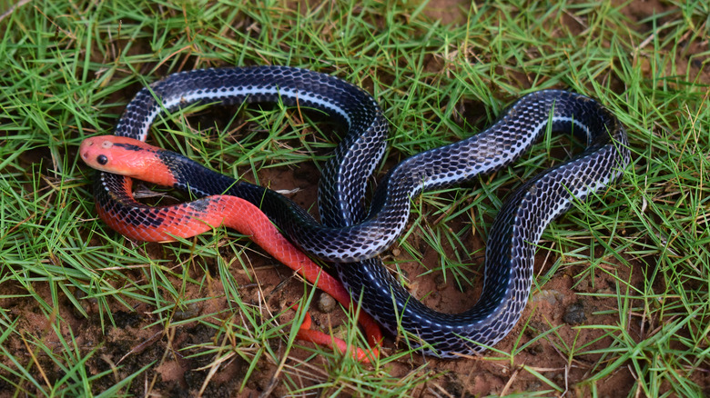 red and black snake in grass