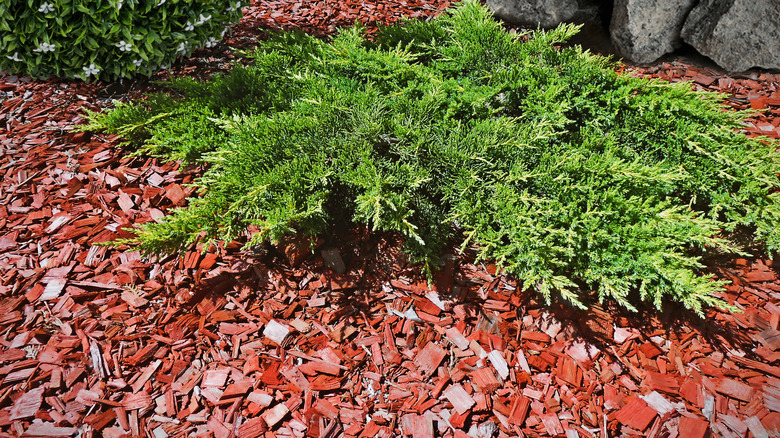 garden bed with cedar mulch