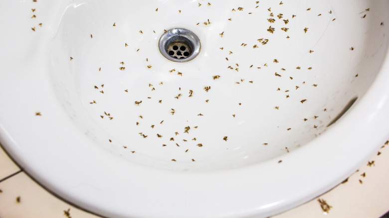 Swam of bugs lie dead in sink