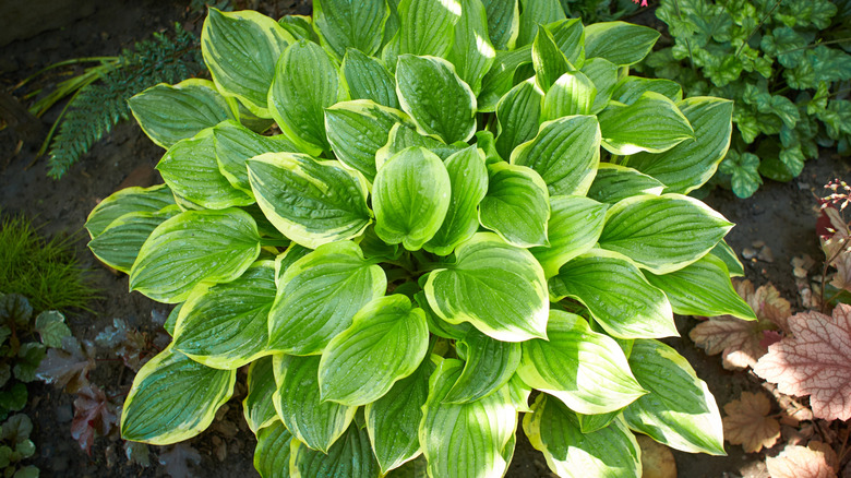 An aerial view of hosta 'August Moon'