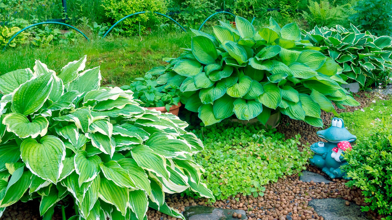 A variety of hostas growing in a garden bed