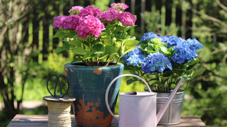 Pink and blue potted hydrangeas