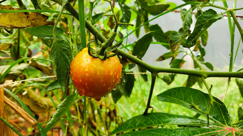 Wet tomato on a stressed stem