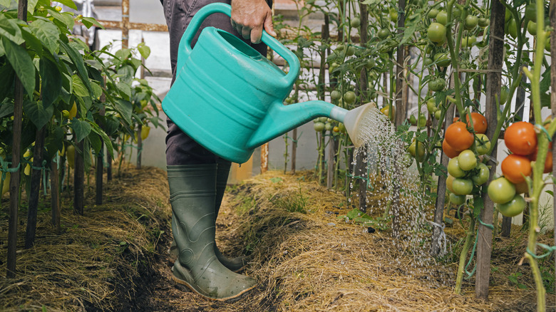 Gardener watering the base of a tomato plant