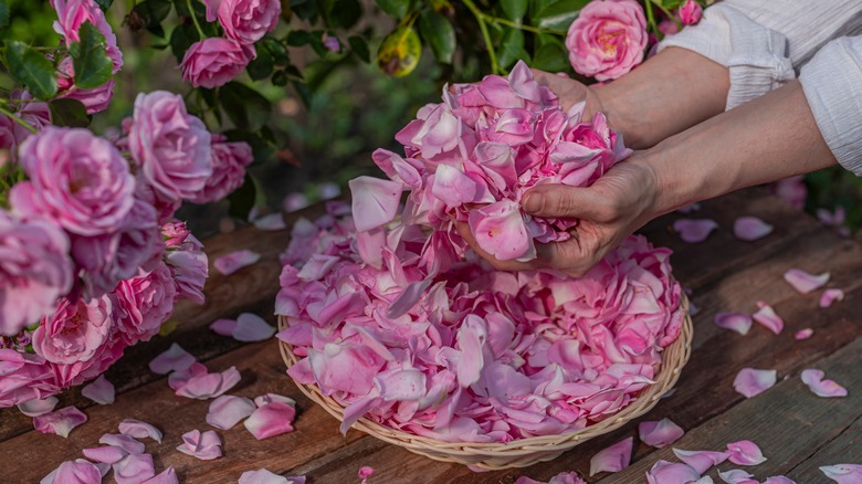 hands harvesting pink rose petals