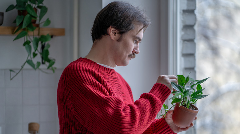 Man examines pothos leaves.