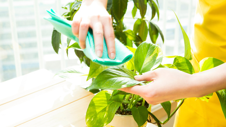 Woman wiping pothos leaves with a cloth.