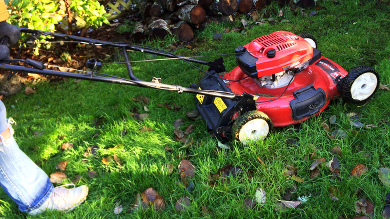 Person using a red push mower near the edge of a lawn with a stack of wood