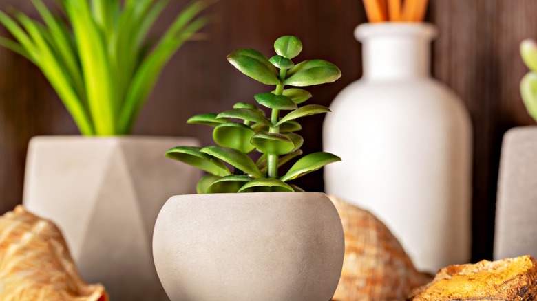 Plant in stone pot