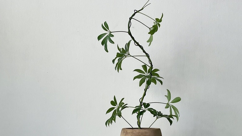 A schefflera tree that has been shaped with wire