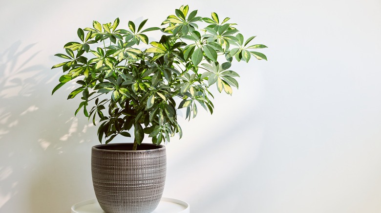 Schefflera  tree houseplant in a brown pot against a white background