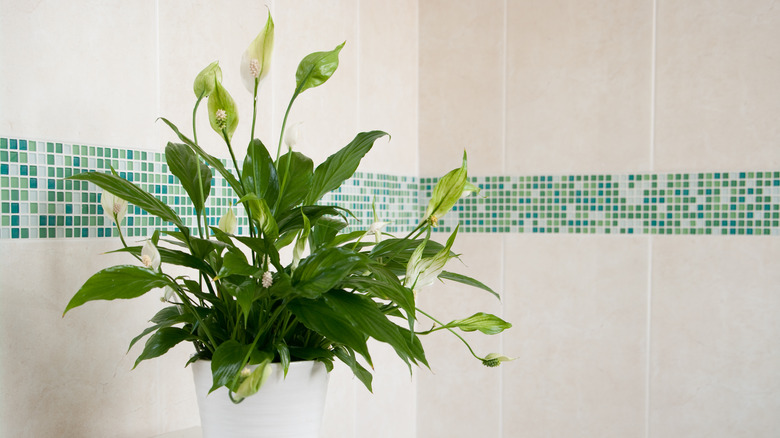 Peace lily in white ceramic pot