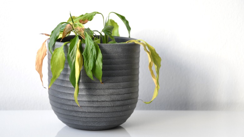 Peace lily with brown, drooping leaves