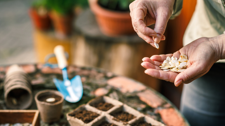 Gardener standing at a table with a seedling tray, holding pumpkin seeds in their hand