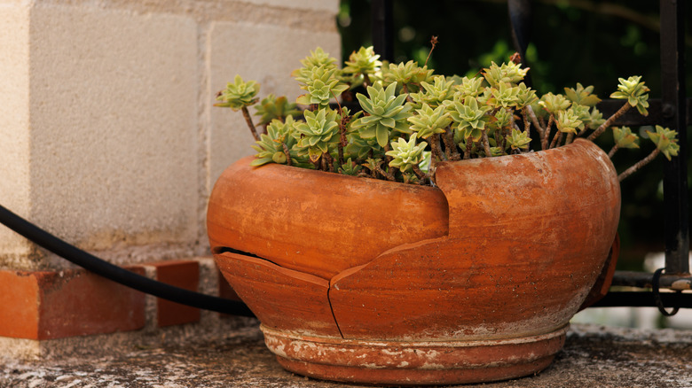 A broken planter pot with green succulents in it.