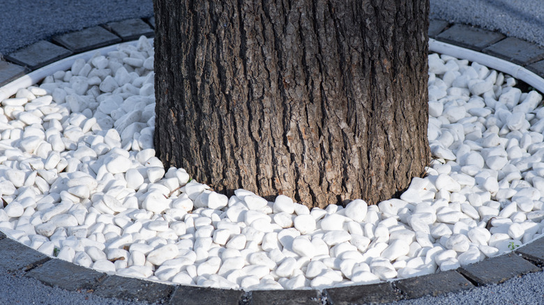 White pebbles around the base of a tree with patio pavers encircling it.