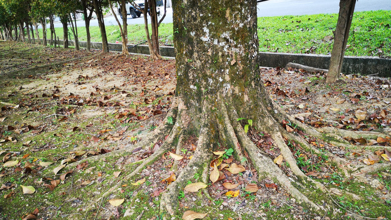 The base of a tree trunk with exposed roots growing out of the ground.