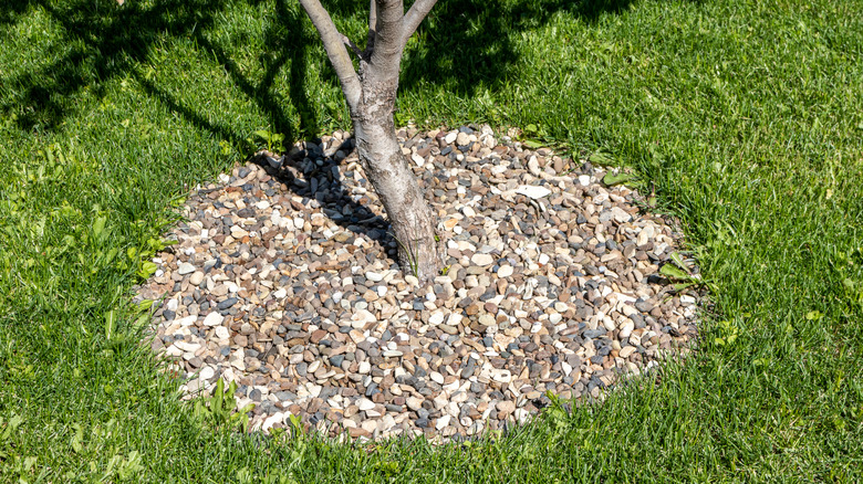 A grassy lawn with a ring of gravel stones around the base of a tree.
