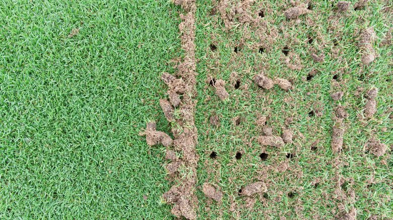 Plugs of soil next to holes in an aerated lawn
