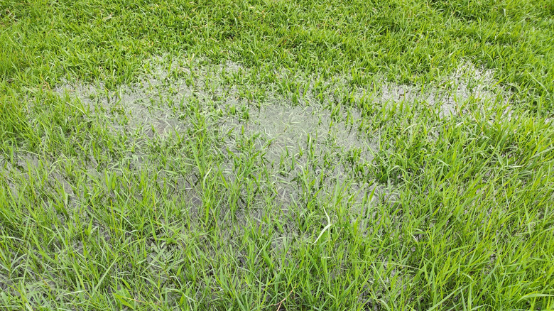 Standing water on a waterlogged lawn