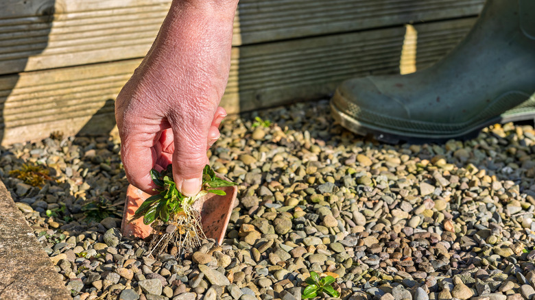 Person's hand pulling weed from gravel drive