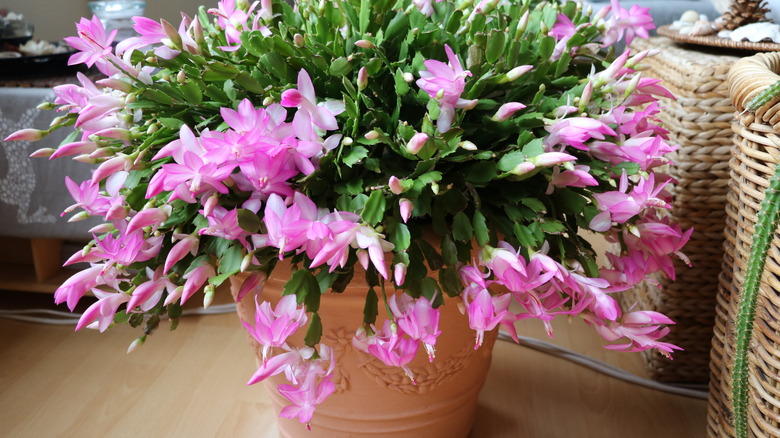 Christmas cactus with pink blooms