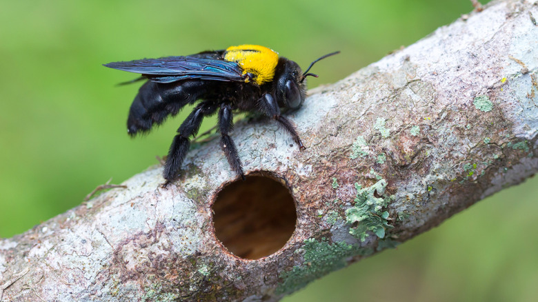 carpenter bee and wood hole