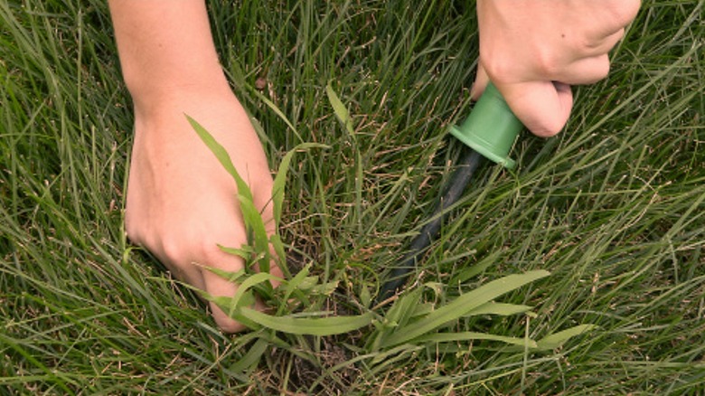 A gardener's hands are shown hand-picking crabgrass weeds with the aid of a tool