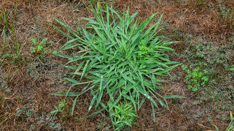 A patch of crabgrass growing in a brown lawn