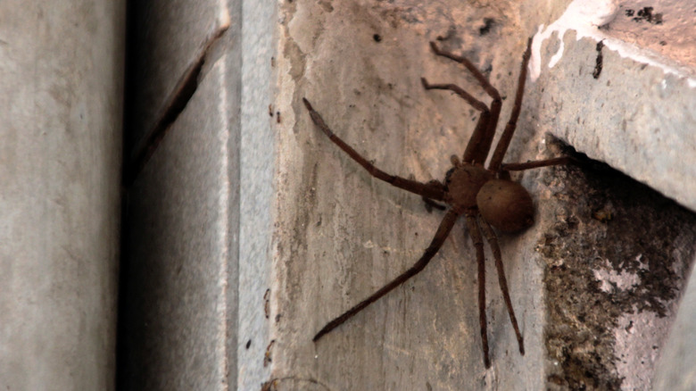 A brown recluse spider hiding in the corner of a shed or room in a home.