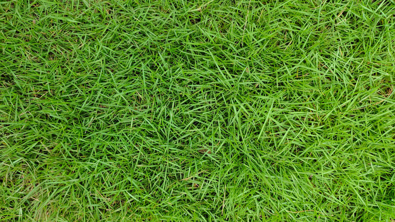 closeup of green Zoysia grass.