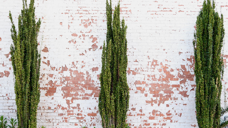 Japanese 'Sky Pencil' holly plants