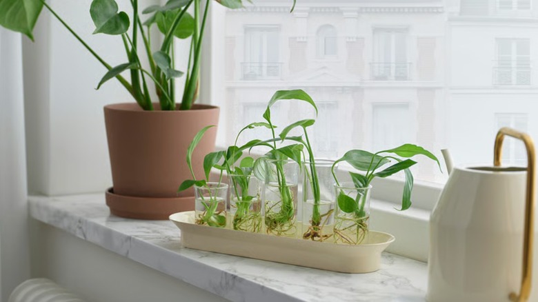 IKEA propagation set on a windowsill with small clippings in it