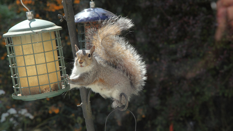 Squirrel on bird feeder