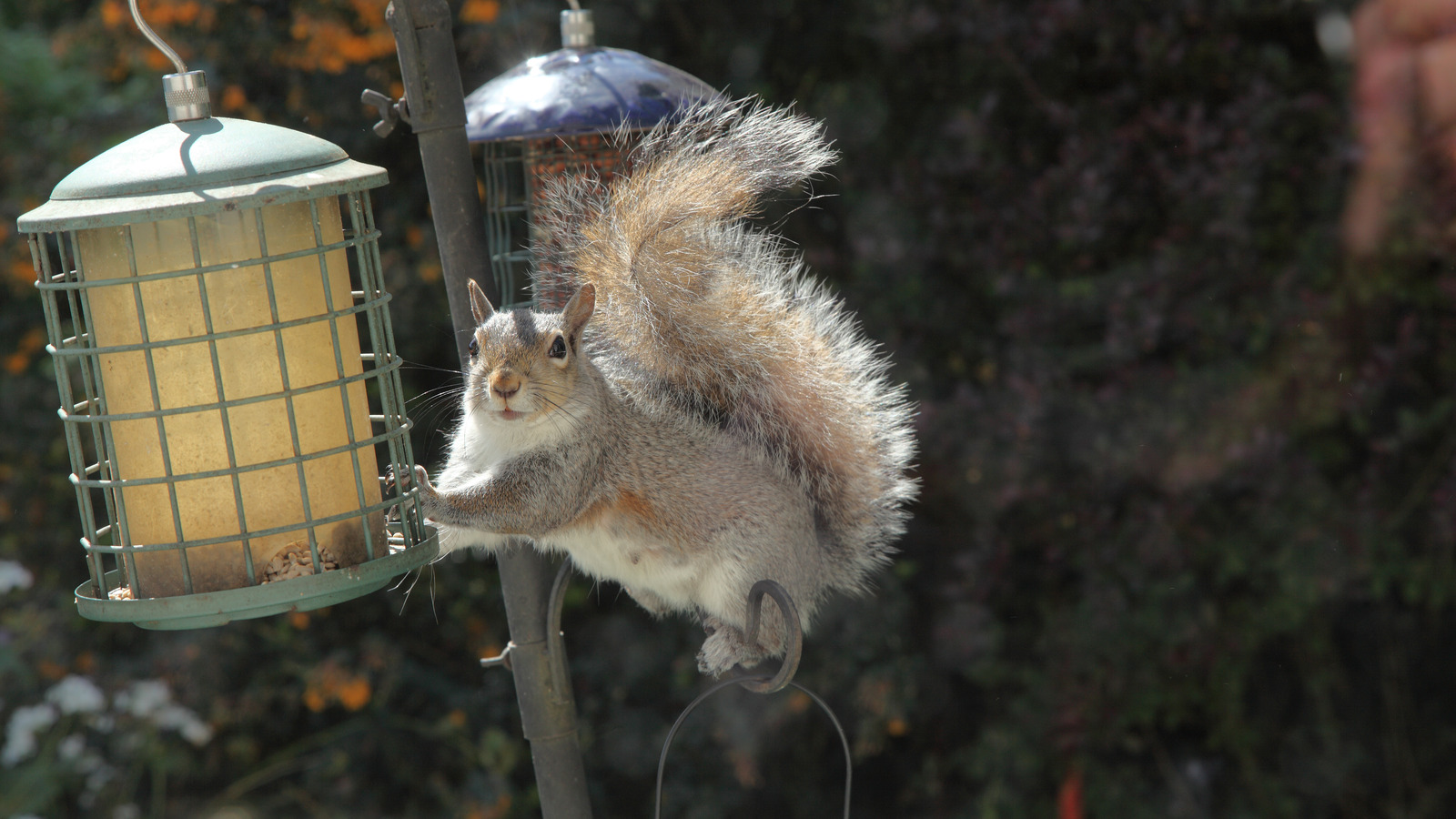 The Slinky Hack That'll Send Squirrels Running From Your Bird Feeder