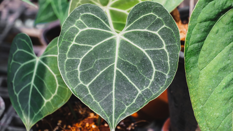 closeup on leaf from crystal anthurium