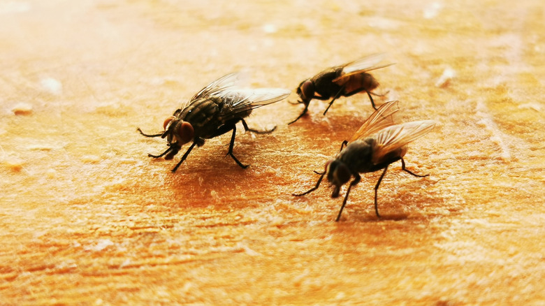 House flies ona chopping board