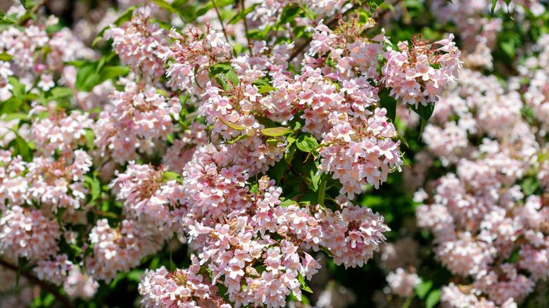 pink deutzia plant in bloom