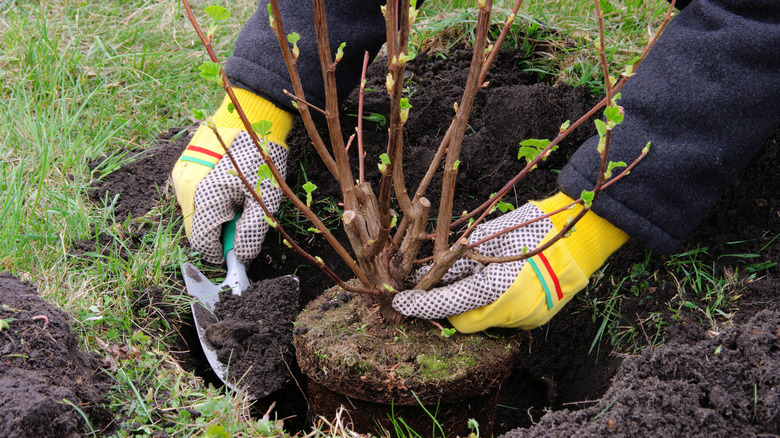 Person planting young shrub with small green leaves in ground