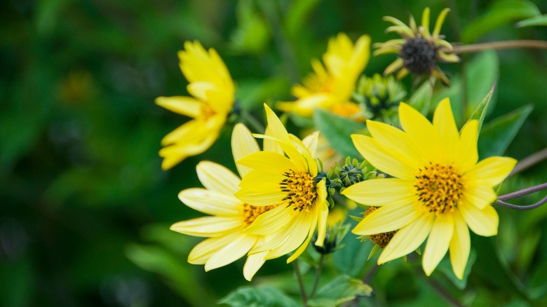 Smallhead Sunflower cluster