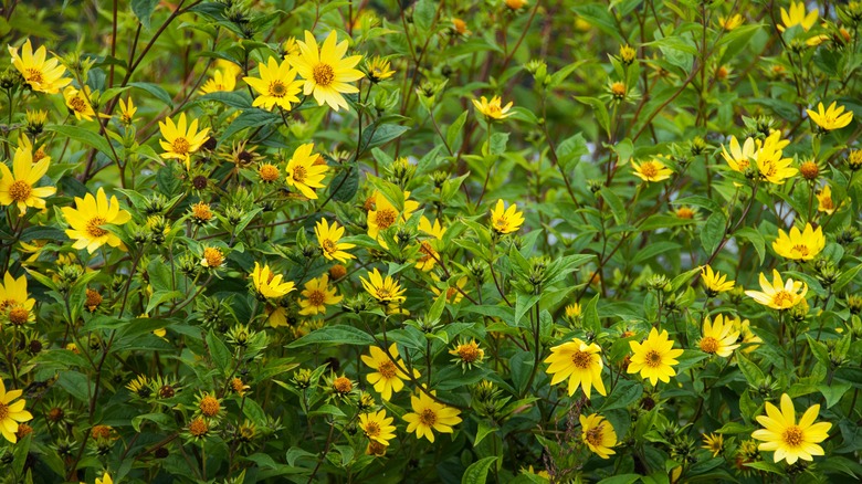 Smallhead sunflowers in field