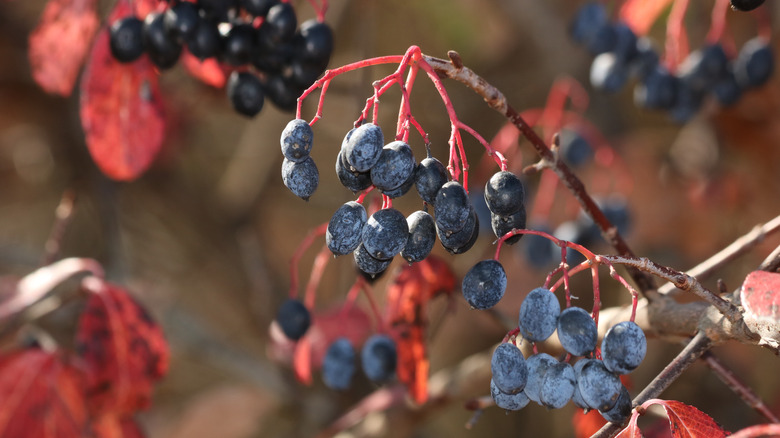 Berries hang off a blackhaw viburnum tree